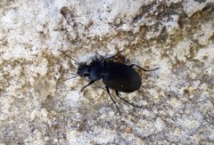 Licinus