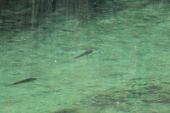 Micropterus salmoides