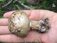 Amanita