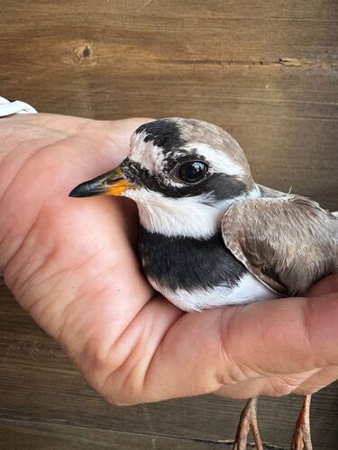 iNaturalist: (c) ANEA Grupo por la Defensa de la Naturaleza, some rights reserved (CC BY-NC), uploaded by ANEA Grupo por la Defensa de la Naturaleza iNaturalist image