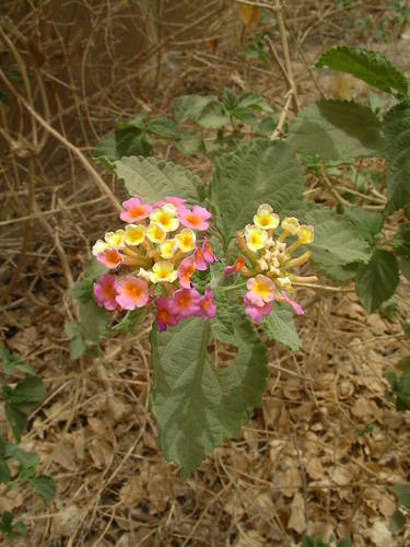 Lantana camara aculeata