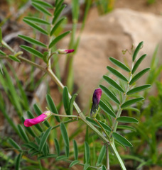 Vicia monantha