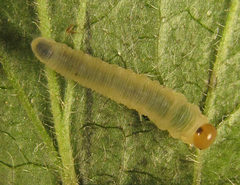 Empria pallimacula