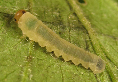 Empria pallimacula