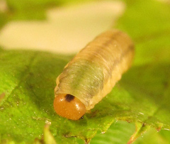 Empria pallimacula