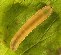 Empria pallimacula