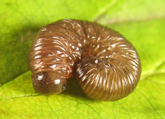 Empria pallimacula