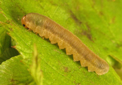 Empria pallimacula