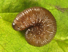Empria pallimacula