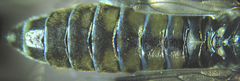 Empria pallimacula