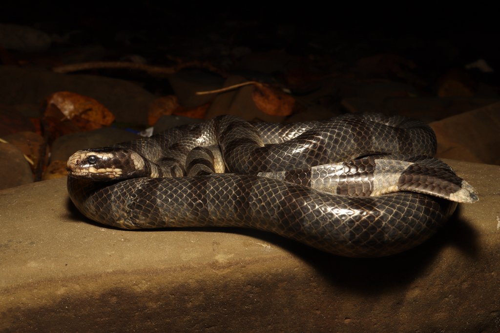 Yellow-Lipped Sea Krait