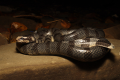 Yellow-Lipped Sea Krait photo 1