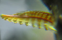 Empria pallimacula