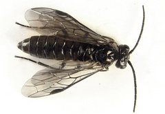 Empria pallimacula
