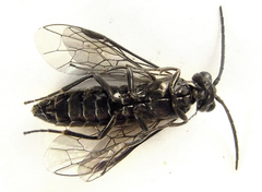 Empria pallimacula