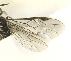 Empria pallimacula