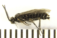 Empria pallimacula