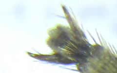 Empria pallimacula
