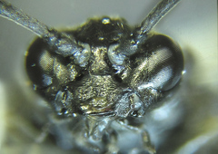 Empria pallimacula