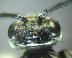 Empria pallimacula