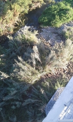 Tessaria absinthioides