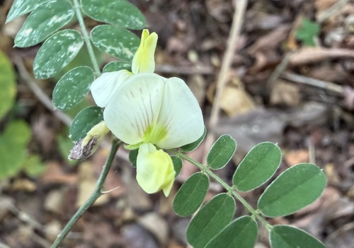 Anil Falso (Coursetia caribaea)
