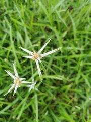 thomas_oswald, CC BY, iNaturalist via GBIF Rhynchospora pura, photograph thomas_oswald, CC BY, iNaturalist via GBIF