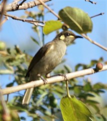 Meliphaga notata