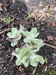 Psilocarphus brevissimus