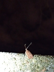 Agonopterix heracliana