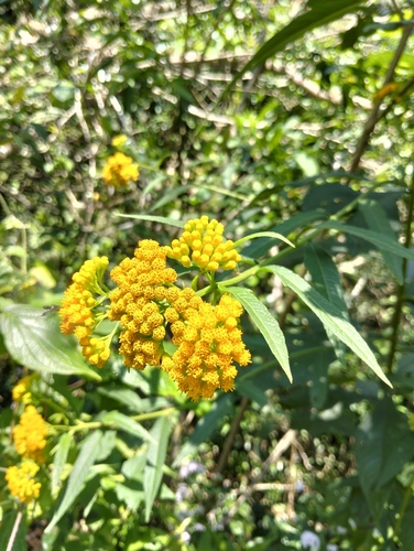 Jackass-bitters (Neurolaena lobata)