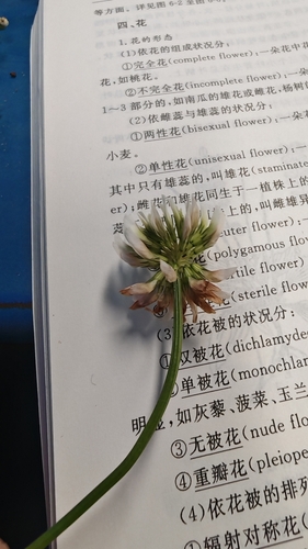 white clover