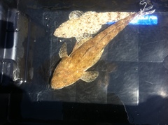 Platycephalus caeruleopunctatus