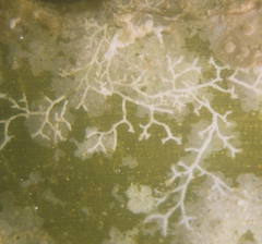 Cornuspiramia antillarum