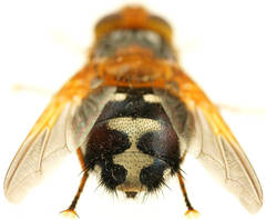 Microtropesa sinuata