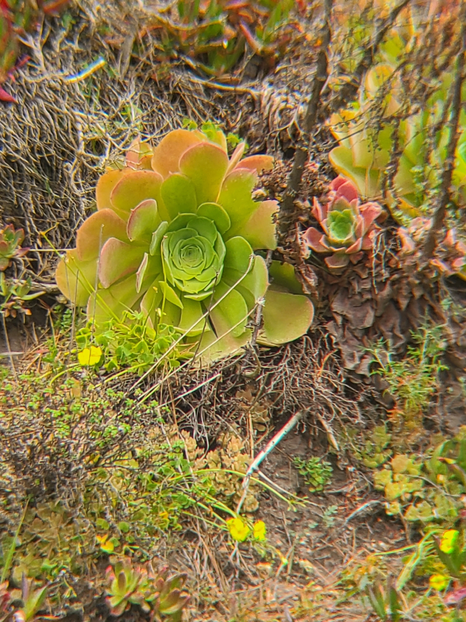 Aeonium Canariense (Aeonium canariense)