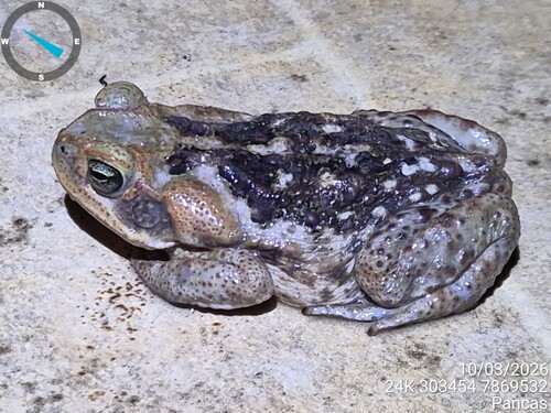 Cururu Toad