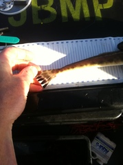 Platycephalus caeruleopunctatus