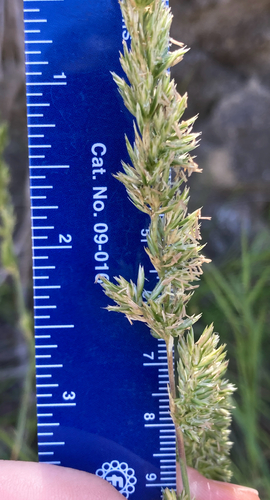 Prairie Junegrass (Koeleria macrantha)