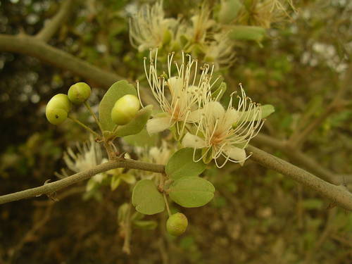 indian caper