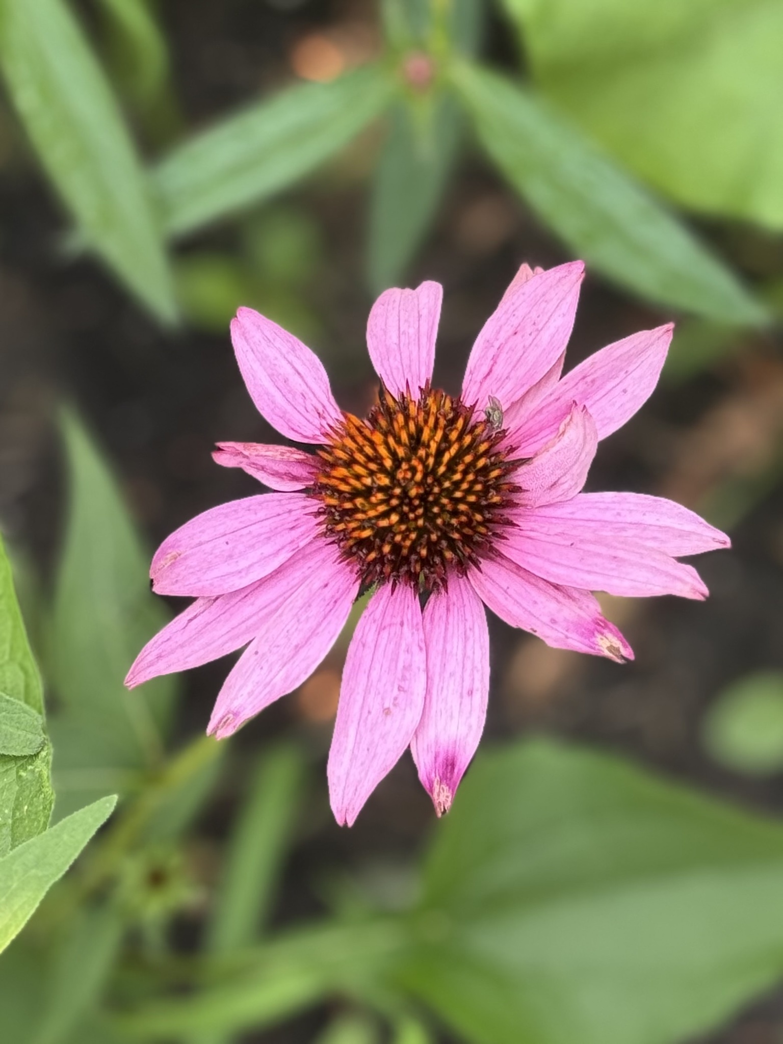 Purple Coneflower (Echinacea purpurea)