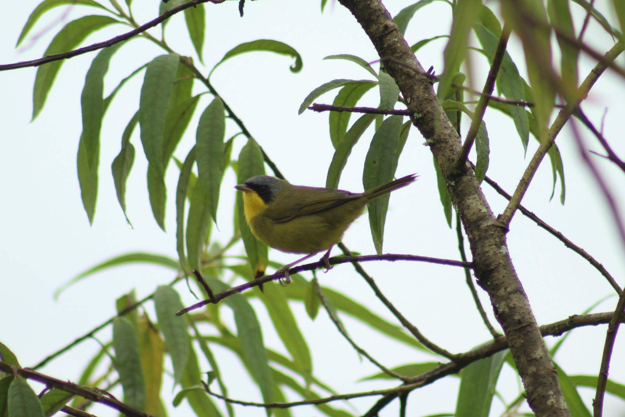 Southern Yellowthroat (Geothlypis velata), photo 10