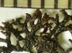 Hypogymnia lophyrea