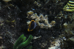 Chaetodon flavirostris