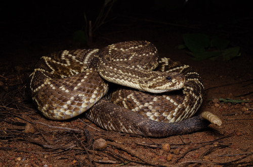 Neotropical Rattlesnake