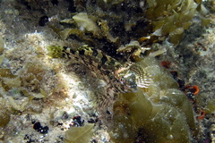 Chironemus marmoratus