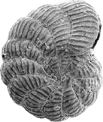Peneroplis pertusus