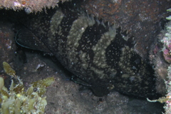 Epinephelus daemelii