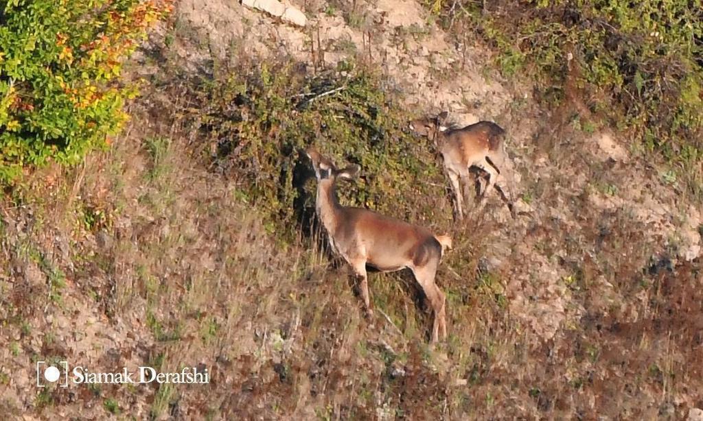 Caspian Red Deer from Mahdishahr, Semnan Province, Iran on September 25 ...