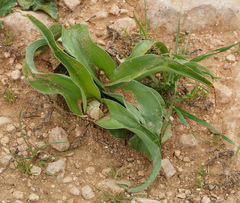 Iris palaestina